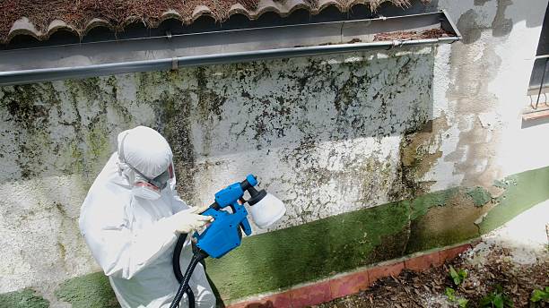 Trusted Commercial Mold Remediation service in Georgetown, KY - Cheap Mold Removal
